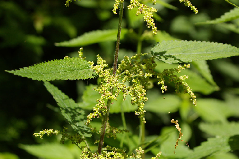 Urtica dioica / Ortica comune
